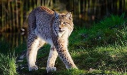 山猫大哥最新爆料,娱乐圈最新爆料大揭秘！