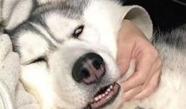 网红二哈最新爆料,揭秘娱乐圈背后的惊人真相！