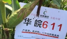 隆平高科最新爆料电话,电话透露重大战略布局与未来展望