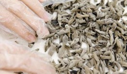 最新非洲雁爆料,非洲大陆最新动态与热点事件