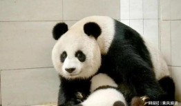 嘟嘟熊猫最新爆料,娱乐圈最新爆料大起底！