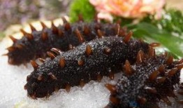 烟台海参爆料视频最新一期,揭秘海参行业潜规则，最新一期视频深度解析