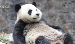 嘟嘟熊猫最新爆料,娱乐圈最新爆料大起底！